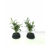 Artificial Plant A1 GM 72