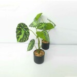 Artificial Plant FC 051