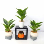 Artificial Plant A1 2405