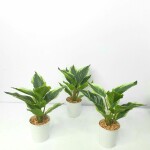 Artificial Plant A1 2405